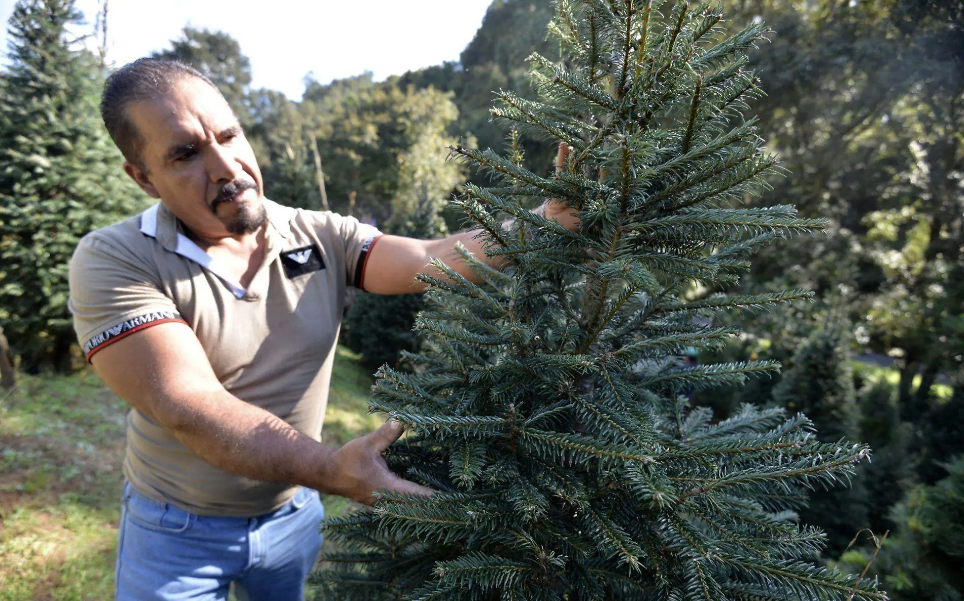 ¿Qué otros usos podemos dar a los árboles de Navidad Dales una segunda oportunidad Cuartoscuro (1)